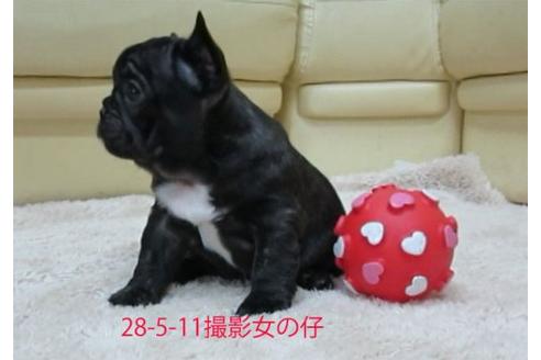 成約済の福岡県のフレンチブルドッグ-16652の2枚目