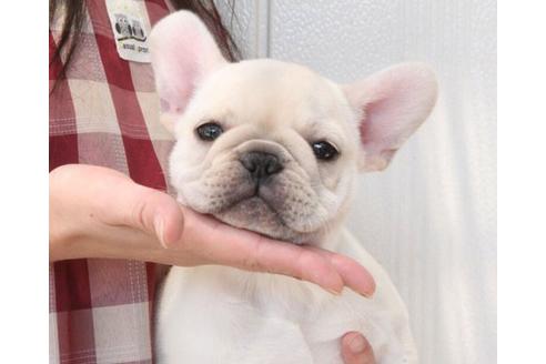 成約済の福岡県のフレンチブルドッグ-16387の1枚目
