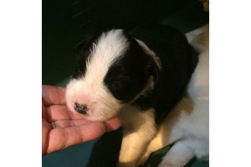 成約済の東京都のボーダーコリー-16658の1枚目