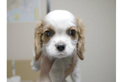 成約済の埼玉県のキャバリアキングチャールズスパニエル-14270の1枚目