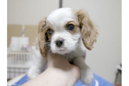 成約済の埼玉県のキャバリアキングチャールズスパニエル-14270の2枚目