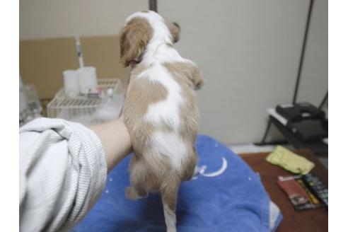 成約済の埼玉県のキャバリアキングチャールズスパニエル-14270の3枚目