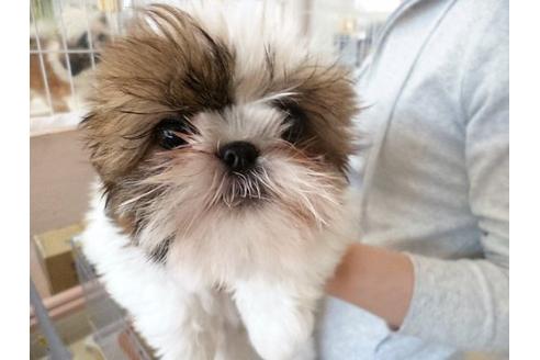 成約済の福岡県のシーズー-16688の1枚目