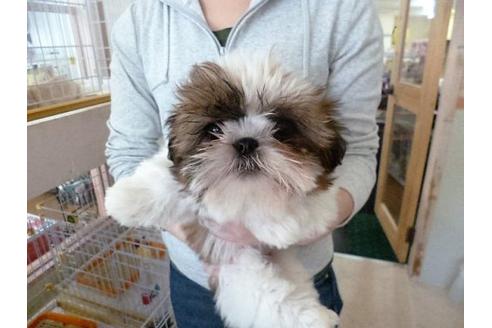 成約済の福岡県のシーズー-16688の2枚目