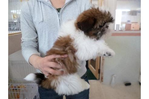 成約済の福岡県のシーズー-16688の3枚目