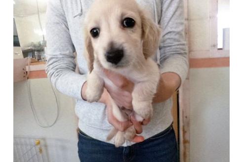 成約済の福岡県のミニチュアダックスフンド-16689の1枚目