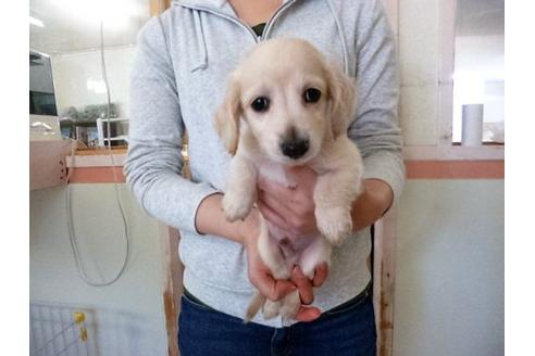 成約済の福岡県のミニチュアダックスフンド-16689の2枚目