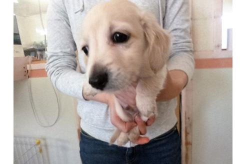 成約済の福岡県のミニチュアダックスフンド-16689の3枚目