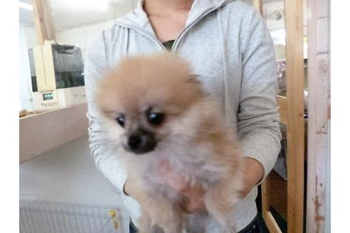 成約済の福岡県のポメラニアン-16690の2枚目