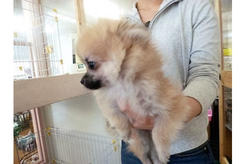 成約済の福岡県のポメラニアン-16690の3枚目