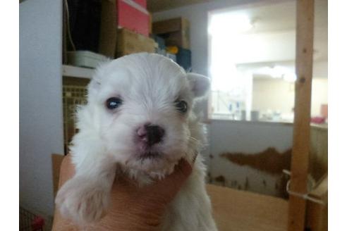 成約済の福岡県のマルチーズ-16691の1枚目
