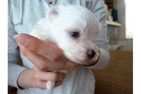 成約済の福岡県のマルチーズ-16691の3枚目