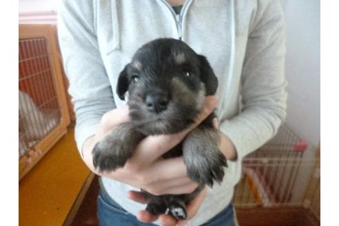 成約済の福岡県のミニチュアシュナウザー-16692の2枚目