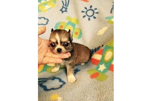 成約済の愛知県のチワワ-16329の2枚目