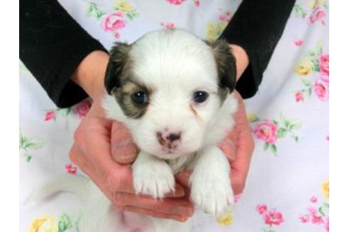 成約済の千葉県のパピヨン-16713の1枚目