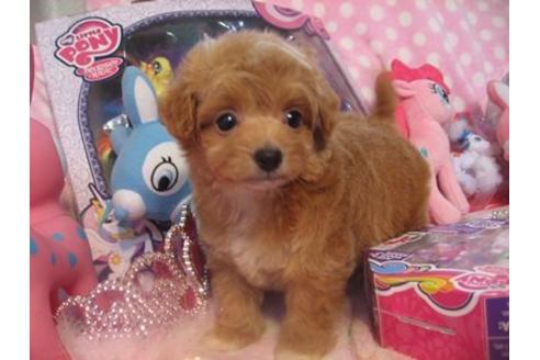 成約済の静岡県のミックス犬-16718の3枚目