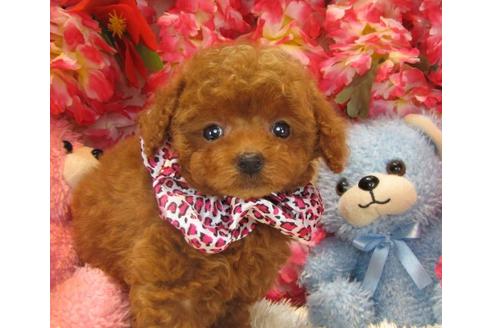 成約済の茨城県のトイプードル-16732の1枚目