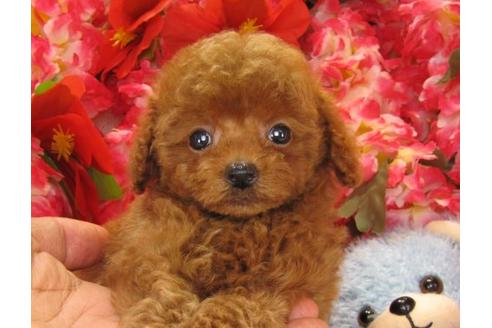 成約済の茨城県のトイプードル-16732の2枚目