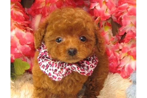 成約済の茨城県のトイプードル-16732の3枚目