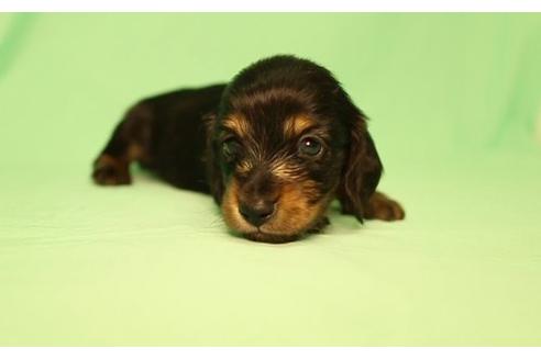 成約済の栃木県のミニチュアダックスフンド(ロングヘアード)-16761の1枚目