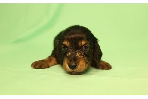 成約済の栃木県のミニチュアダックスフンド(ロングヘアード)-16761の2枚目