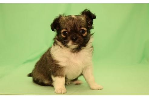 成約済の栃木県のチワワ(ロングコート)-16762の1枚目