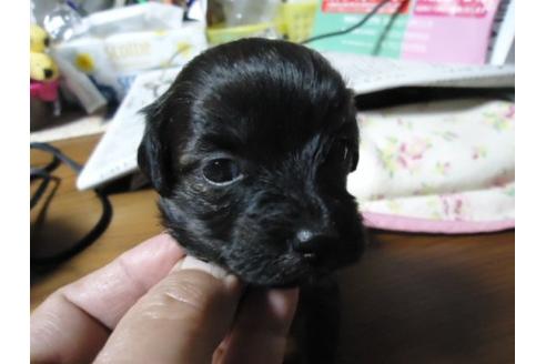 成約済の栃木県のミックス犬-16764の1枚目