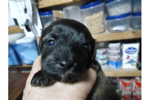 成約済の栃木県のミックス犬-16764の2枚目