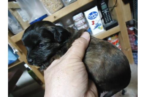 成約済の栃木県のミックス犬-16764の3枚目