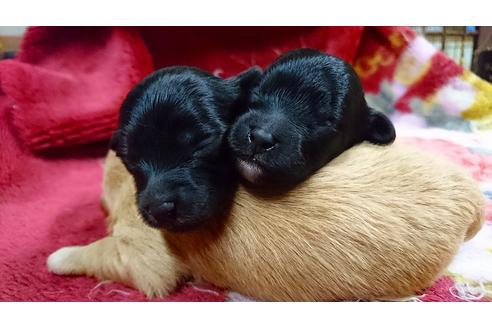 成約済の愛知県のミックス犬-16779の2枚目