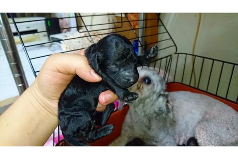 成約済の愛知県のトイプードル-16782の1枚目