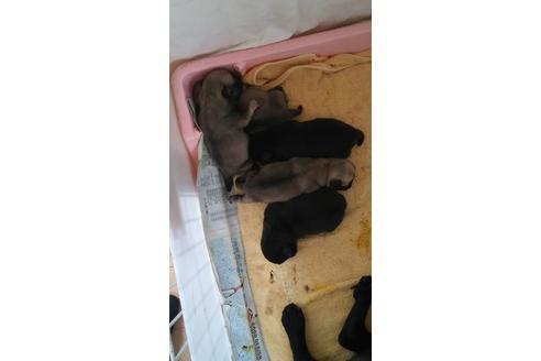 成約済の千葉県のパグ-16791の4枚目