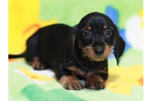 成約済の愛知県のカニンヘンダックスフンド-16816の1枚目
