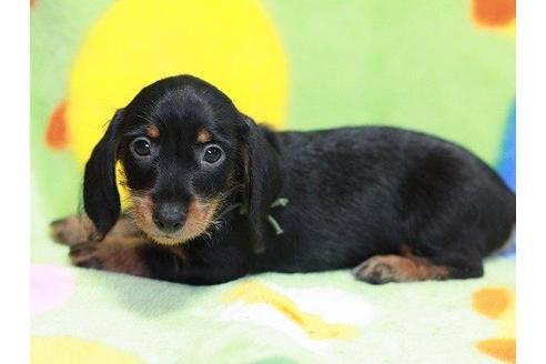 成約済の愛知県のカニンヘンダックスフンド-16816の2枚目