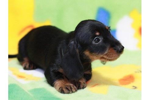 成約済の愛知県のカニンヘンダックスフンド-16816の3枚目