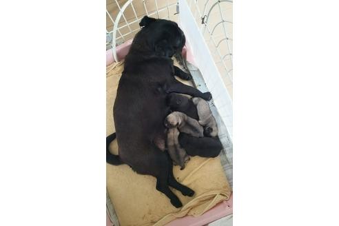 成約済の千葉県のパグ-16823の5枚目