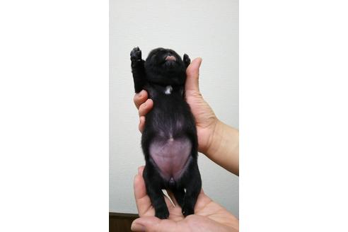 成約済の千葉県のパグ-16822の5枚目