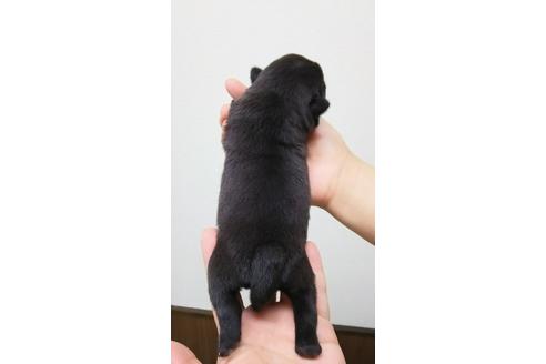 成約済の千葉県のパグ-16822の4枚目