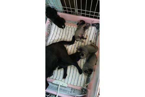 成約済の千葉県のパグ-16822の3枚目
