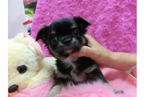 成約済の京都府のチワワ-16848の1枚目