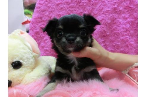 成約済の京都府のチワワ-16848の2枚目