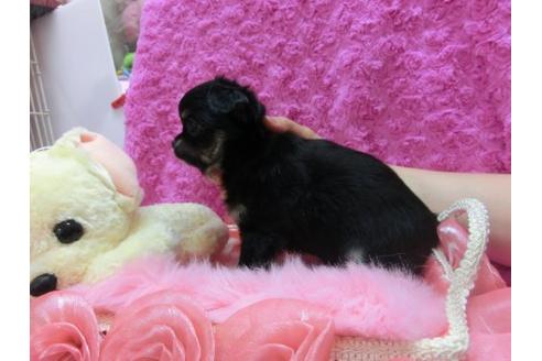 成約済の京都府のチワワ-16848の3枚目