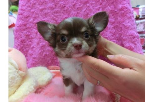 成約済の京都府のチワワ-16850の3枚目