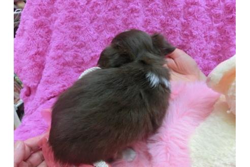 成約済の京都府のチワワ-16850の1枚目