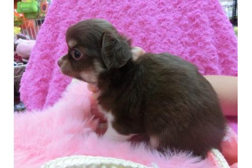 成約済の京都府のチワワ-16850の2枚目