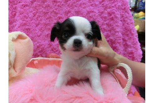 成約済の京都府のチワワ-16851の1枚目