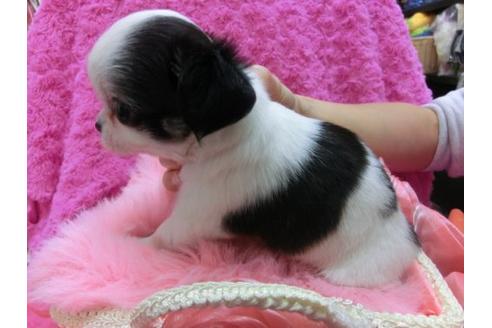 成約済の京都府のチワワ-16851の2枚目