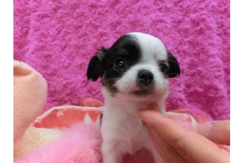 成約済の京都府のチワワ-16851の3枚目