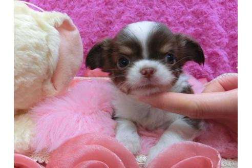 成約済の京都府のチワワ-16852の1枚目