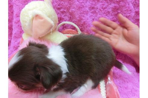 成約済の京都府のチワワ-16852の2枚目